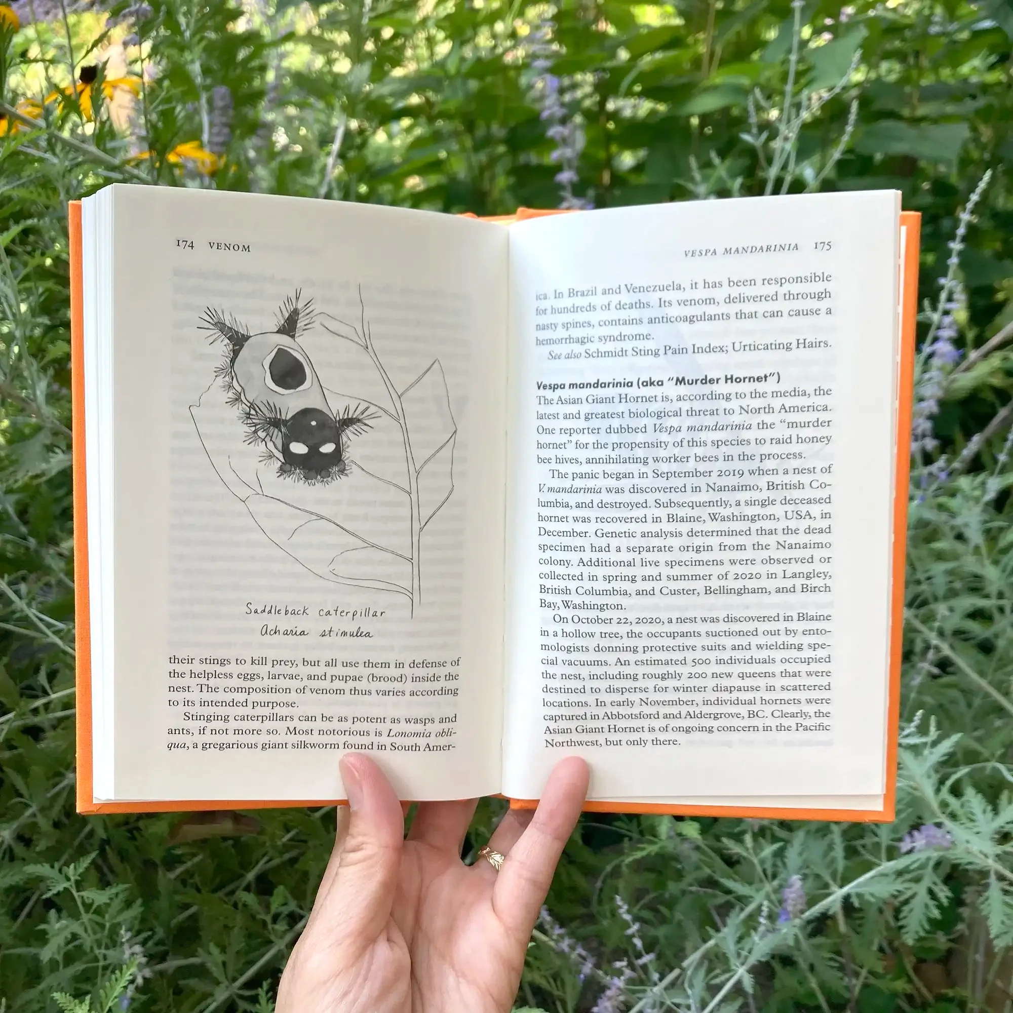 Insectpedia - Image 4