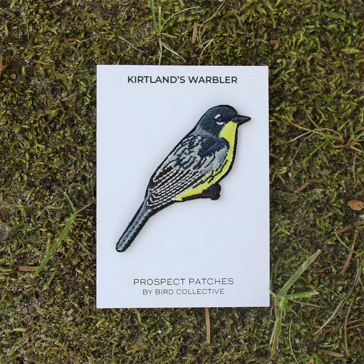 Kirtland's Warbler Patch - Image 4