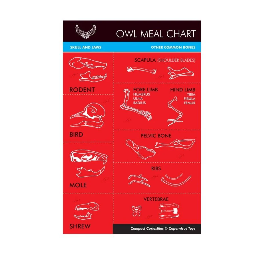 Owl Pellet - Image 3